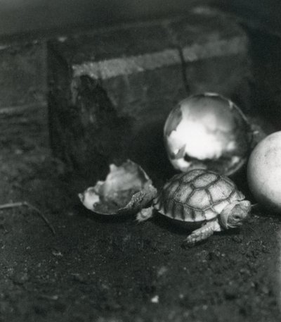 1922年7月、ロンドン動物園で新しく孵化した溝付きまたはアフリカの亀 作： Frederick William Bond